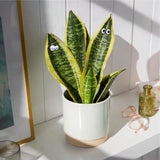 Plant Leaf Magnets